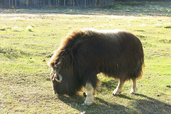 Arctic Day: Yukon Wildlife & Hot Springs Tour | half day - Why the preserve feels different from a standard zoo