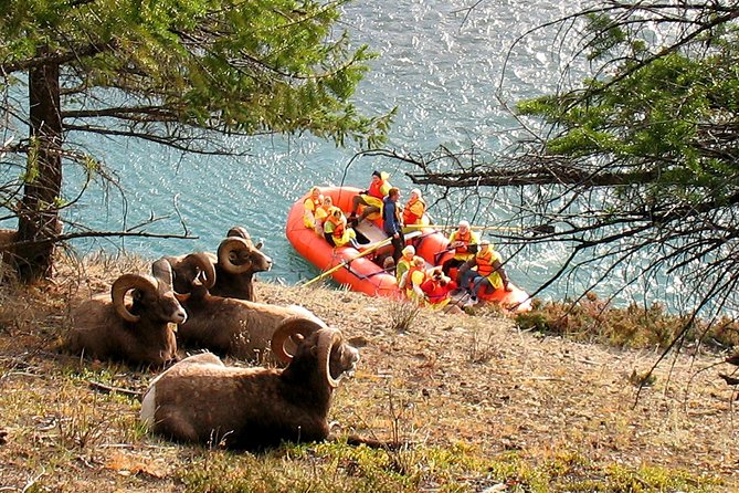 Athabasca River Easy Scenic Raft Trip - Calm water, small rapids, and plenty of scenery