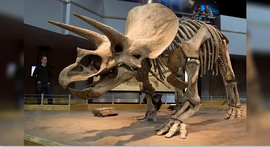 Badlands Tour: Drumheller with Museum, Hoodoos & Coal Mine - Timing, pickup, and comfort