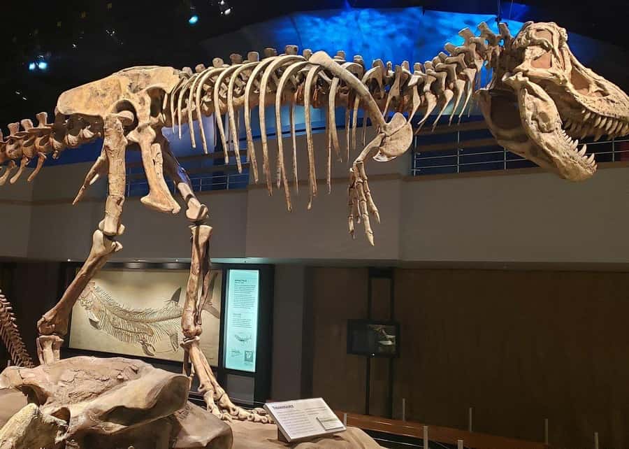 Badlands Tour: Drumheller with Museum, Hoodoos & Coal Mine - Should you book the Drumheller tour?