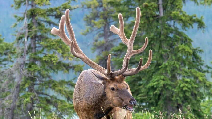 Banff/Canmore Moraine Lake & Lake Louise-Hike/Canoe/Sightsee - Who will get the most from this day