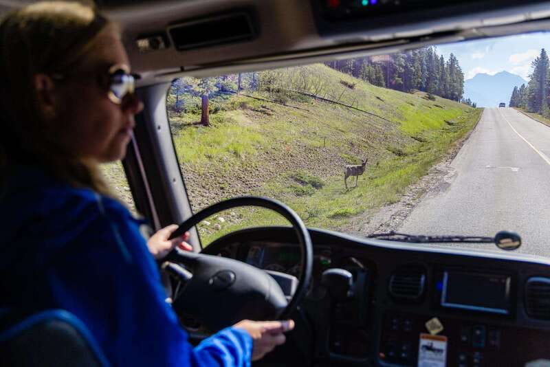 Banff: Evening Wildlife Safari Guided Tour - What the evening safari is really about