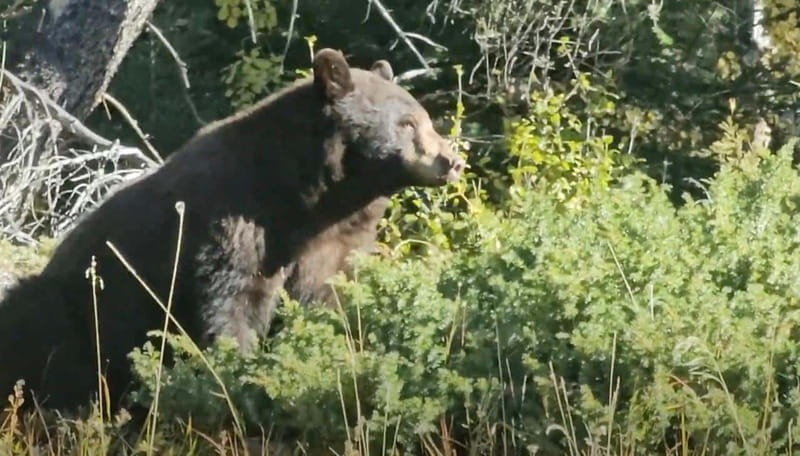 Banff: Evening Wildlife Safari Guided Tour - The drive through Banff National Park