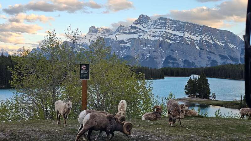 Banff: Evening Wildlife Safari Guided Tour - Bears are possible, but do not book for bears alone