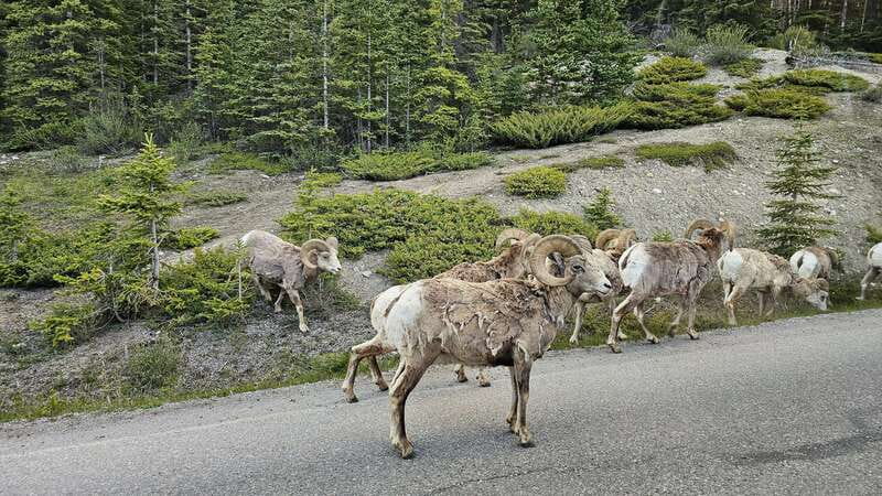 Banff: Evening Wildlife Safari Guided Tour - The vehicle and viewing conditions