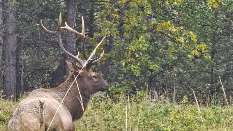 Banff: Evening Wildlife Safari Guided Tour - Is $55 a fair price?