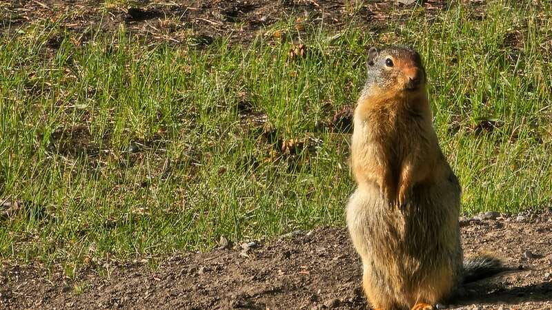 Banff: Evening Wildlife Safari Guided Tour - Who should book this tour?