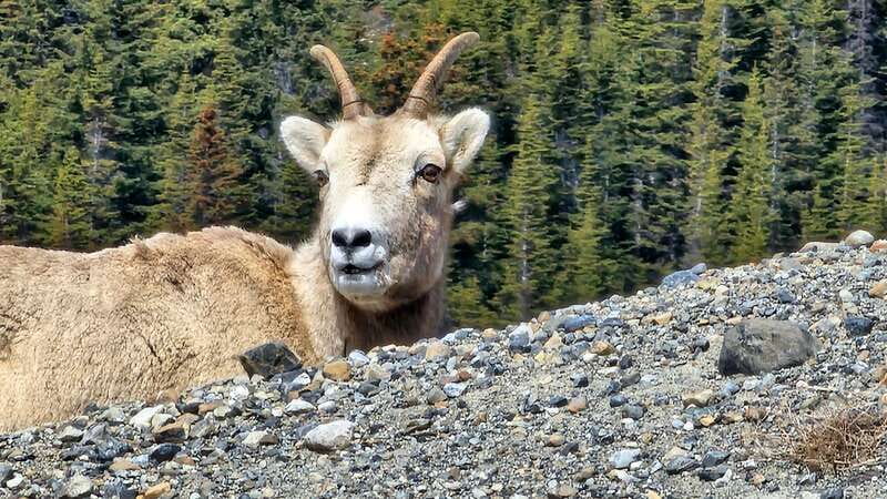 Banff: Evening Wildlife Safari Guided Tour - Pickup from 13 Banff locations