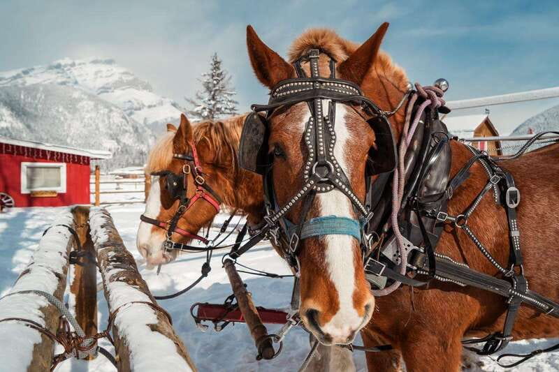 Banff: Family Friendly Horse-Drawn Sleigh Ride - A sleigh ride is not always guaranteed