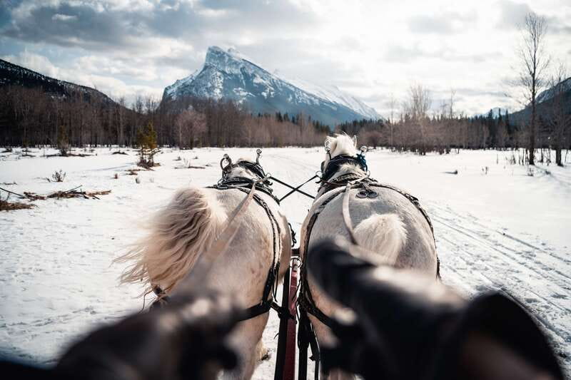 Banff: Family Friendly Horse-Drawn Sleigh Ride - Is $39 a fair price?