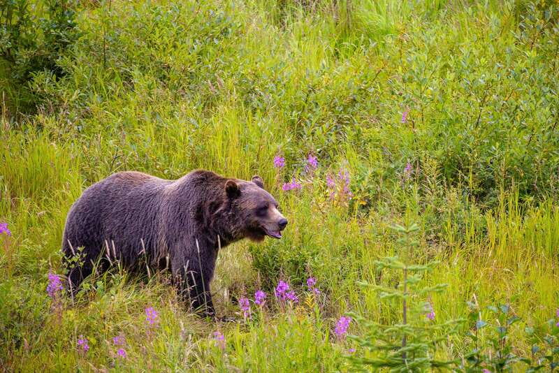Banff: Grizzly Bear Refuge Tour with Lunch - Spiral Tunnels and railway engineering