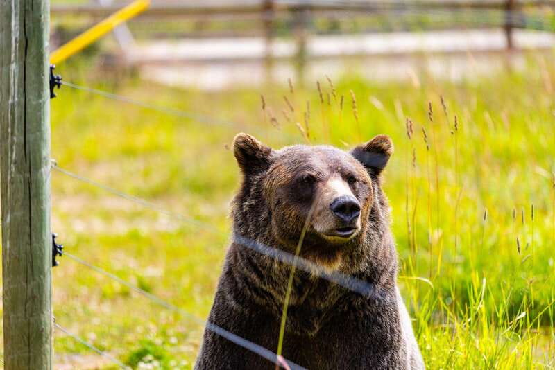Banff: Grizzly Bear Refuge Tour with Lunch - Starting early from Banff