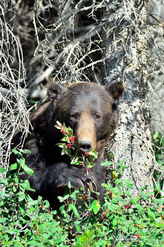 Banff: Guided Nature Walk with Bear Country Safety Tips - Why this Banff walk is more useful than a standard sightseeing stroll