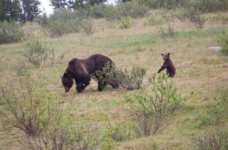 Banff: Guided Nature Walk with Bear Country Safety Tips - Walking the local trails for two hours