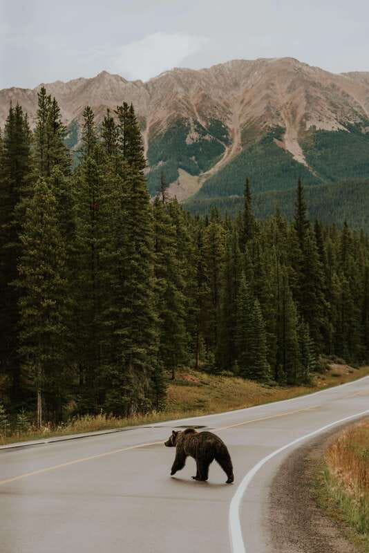 Banff: Guided Nature Walk with Bear Country Safety Tips - Bear safety lessons you can use later