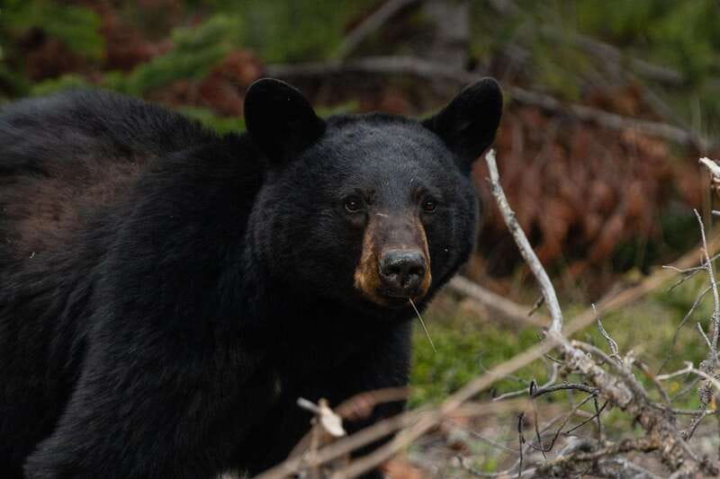 Banff: Guided Nature Walk with Bear Country Safety Tips - How the personal guide style affects the experience