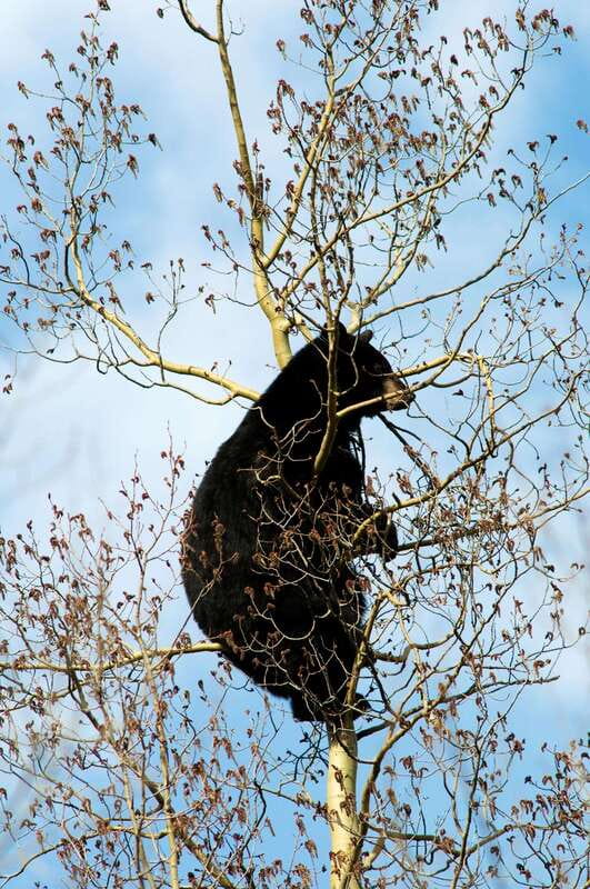 Banff: Guided Nature Walk with Bear Country Safety Tips - Who should book this guided walk