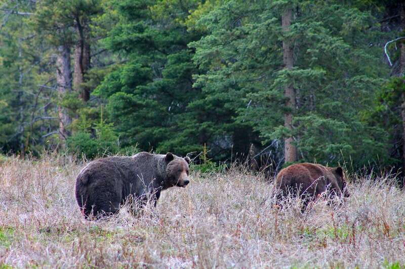 Banff: Guided Nature Walk with Bear Country Safety Tips - What to bring for a comfortable walk