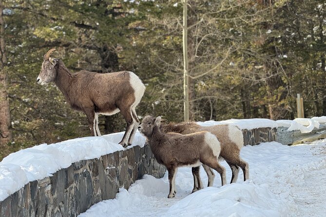 Banff Highlights: Moraine Lake, Lake Louise and beyond - Banff Avenue is your lunch and shopping window