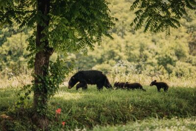 Banff Highlights & Wildlife | Award-Winning Small Group Adventure