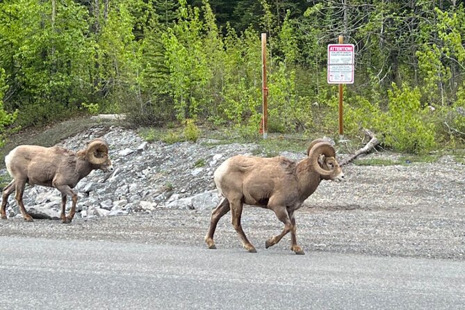 Banff Icefield Parkway Private Full Day Tour - What the private guide adds