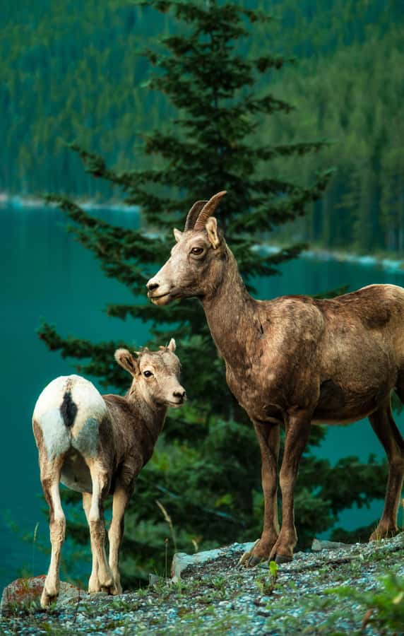 Banff: Lake Louise,Lake Minnewanka,Emerald Lake & Banff Town - Johnston Canyon and its catwalk trails