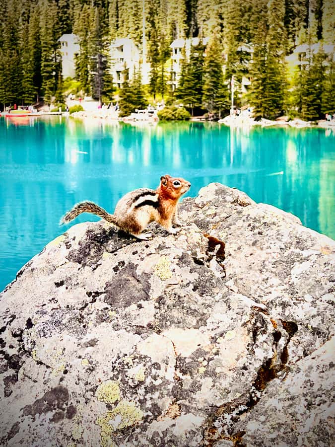 Banff: Lake Louise, Moraine, Emerald Lake & Canyon Day Trip - The 45-minute lunch stop in Lake Louise Village