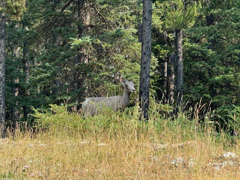 Banff: Lake Louise, Moraine, Emerald Lake & Johnston Canyon - Key points at a glance