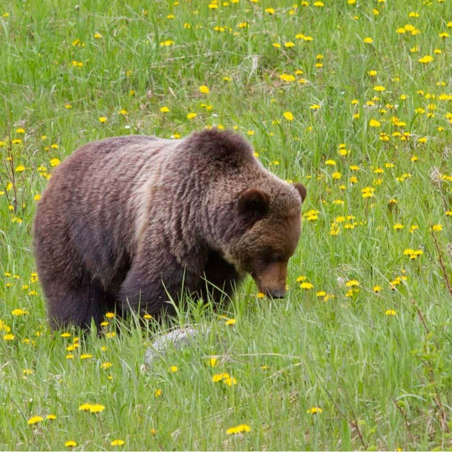 Banff: Lake Louise, Moraine Lake, Gondola, Cave & Basin Tour - Bow Falls and Surprise Corner offer quick photo stops