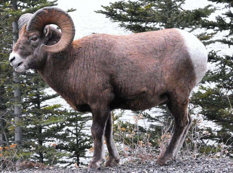 Banff PRIVATE Guided Nature Walk + Transportation - 2.5H - Starting at Cave and Basin, Banff’s First Stop