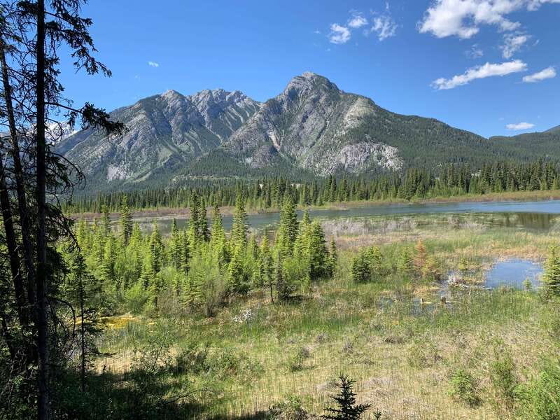 Banff PRIVATE Guided Nature Walk + Transportation - 2.5H - A 15-Minute Ride to a Chosen Trail