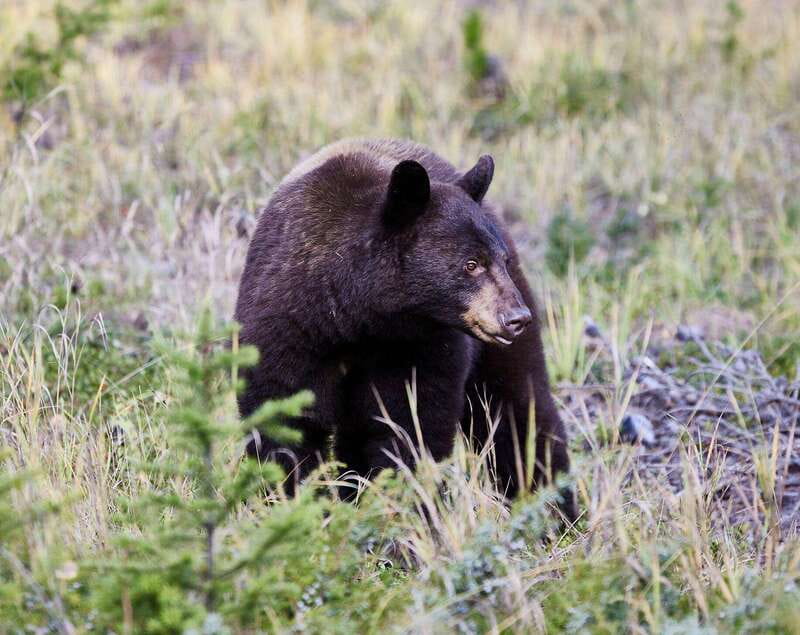 Banff PRIVATE Guided Nature Walk + Transportation - 2.5H - What Your Guide Adds to the Walk
