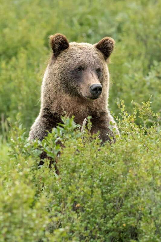Banff PRIVATE Guided Nature Walk + Transportation - 2.5H - Photography Without a Forced Photo Stop