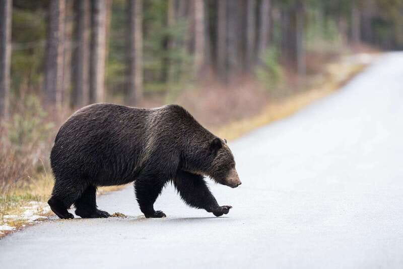 Banff PRIVATE Guided Nature Walk + Transportation - 2.5H - Who Will Get the Most From This Walk