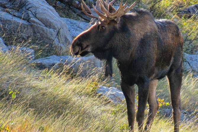 Banff to Jasper One-Way Tour - A picnic lunch and the value of the $260.98 fare