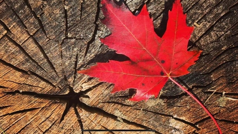 Banff Town: Guided Town Walking Tour with Snack - Meeting near Buffalo and Bear Streets