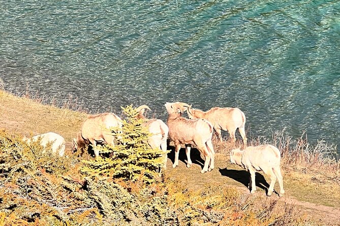 Banff Town ,Lake Louise, Moraine , Emerald & Johnston Canyon Tour - The guides can shape the whole experience