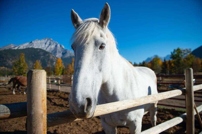 Banff: Wagon Ride with Cowboy Cookout BBQ - Key points to know before booking