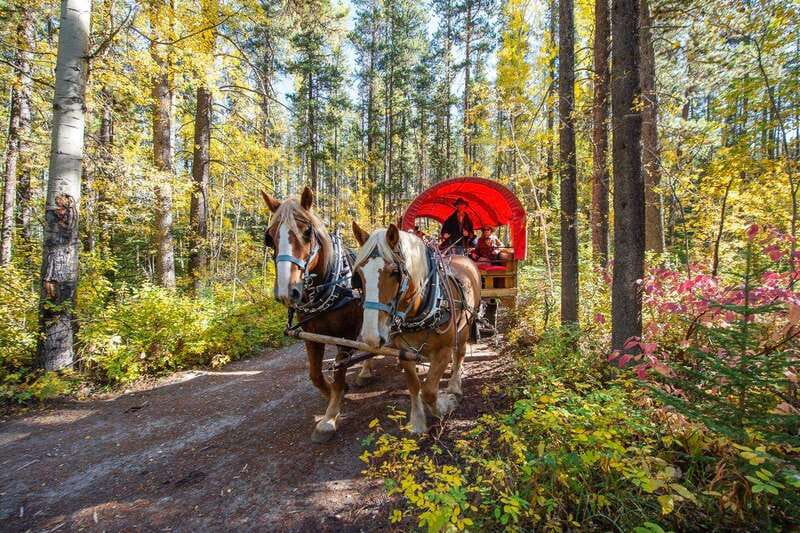 Banff: Wagon Ride with Cowboy Cookout BBQ - The return along Sulphur Mountain Trail
