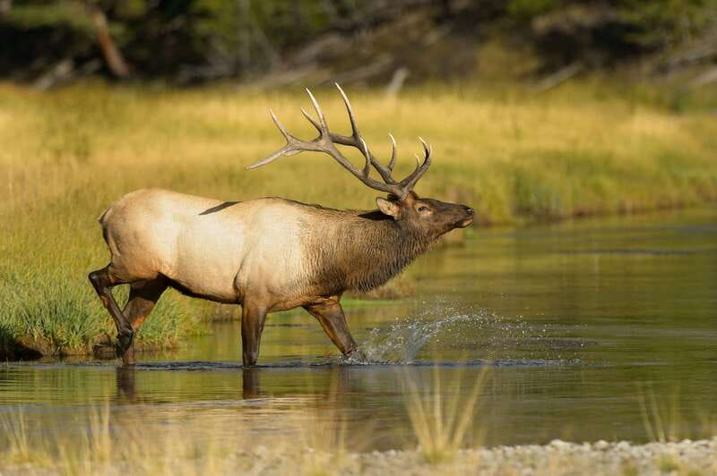 Banff: Wildlife on the Bow River Big Canoe Tour - What the Bow River canoe tour is really like