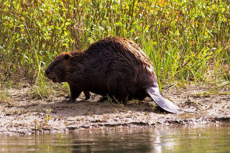Banff: Wildlife on the Bow River Big Canoe Tour - The guides make the difference