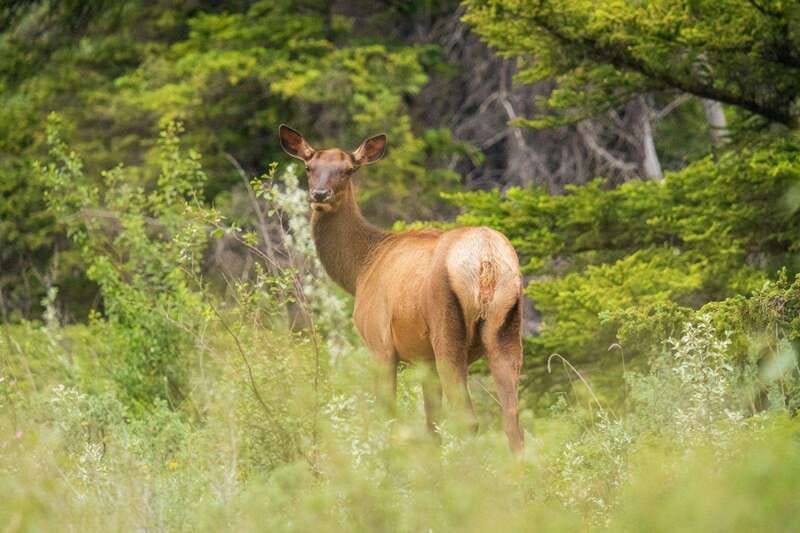 Banff, Yoho, and Jasper 2 Day Private Tour - Arriving in Jasper and arranging your own night