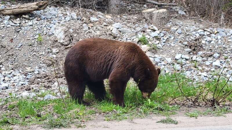 Calgary: 2-Day Banff National Park Highlights Summer Tour - Who should book the 2-day Banff tour?