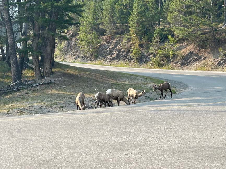 Calgary/Canmore/Banff: BEST of BANFF with LAKES Group Tour - How much value do you get for $131?