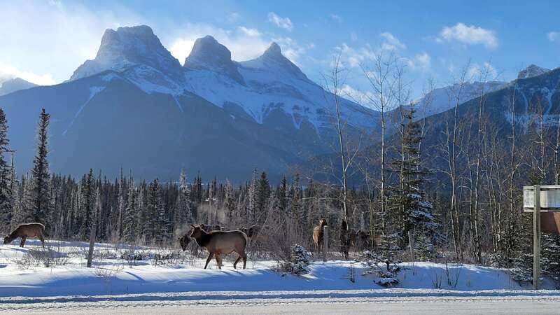 Calgary: Canmore, Banff, Lake Louise - Gondola Included - Who should book this small-group outing