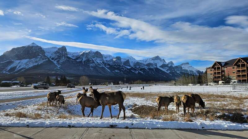 Calgary: Canmore, Banff, Lake Louise - Gondola Included - Practical ways to make the day better