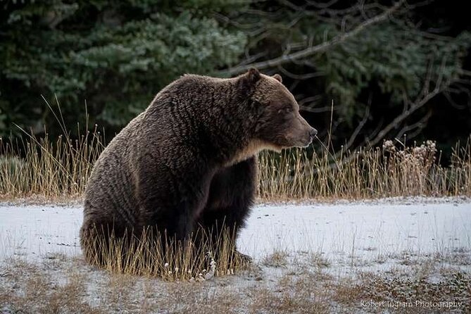 Calgary: Columbia Icefield Adventure, Skywalk and Peyto Lake Tour - Waterfowl Lakes adds a quieter pause