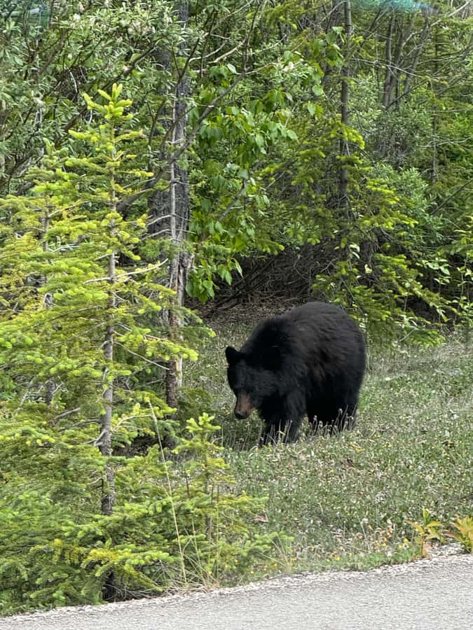 Calgary: Day Trip to Jasper with Lunch - What $110 actually buys you