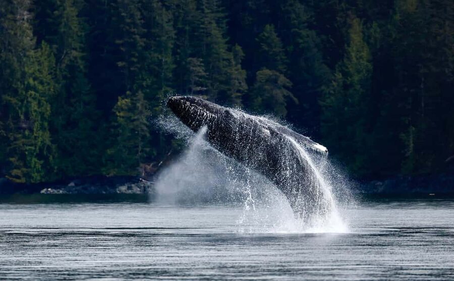 Campbell River: 4 Hour Whale & Wildlife Zodiac Boat Tour - Between Quadra Island and Vancouver Island