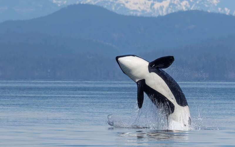 Campbell River: 4 Hour Whale & Wildlife Zodiac Boat Tour - Listening with the hydrophone